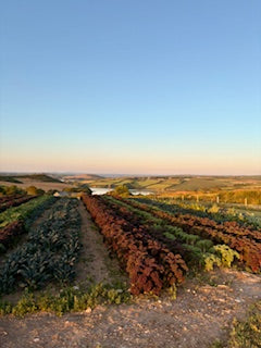 Feast 2: Padstow Kitchen Garden on The Beach with Big Green Egg